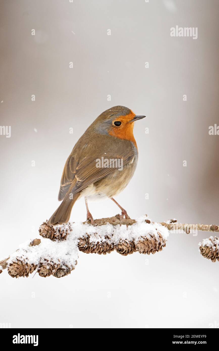 Robin européenne, erithacus rubecula dans le jardin dans la neige, hiver, Norfolk du Nord Banque D'Images Robin européenne, erithacus rubecula dans le jardin dans la neige, hiver, Norfolk du Nord Banque D'Images
