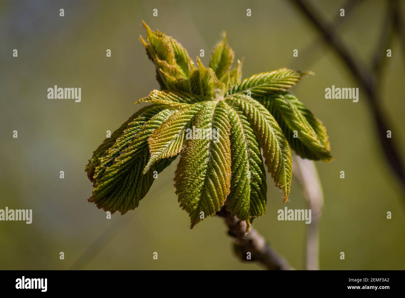 Jeune Pousse De Feuilles De Chataignier Le Ressort Pousse De Chataigne Photo Stock Alamy