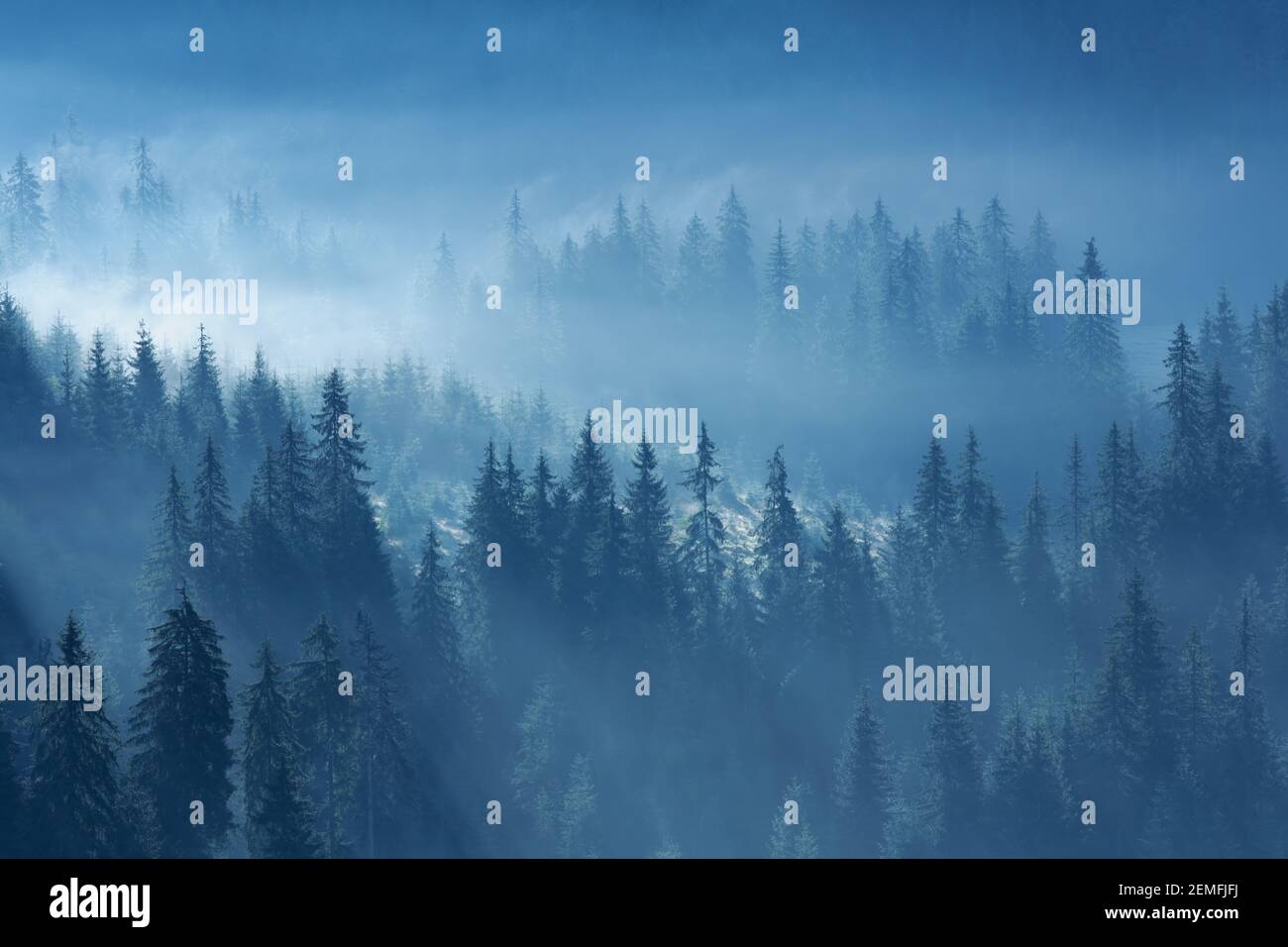 Forêt mystique de pins de montagne dans le brouillard dans le style de fantaisie, conte de fées bois effrayant aspect; photo couleur. Banque D'Images