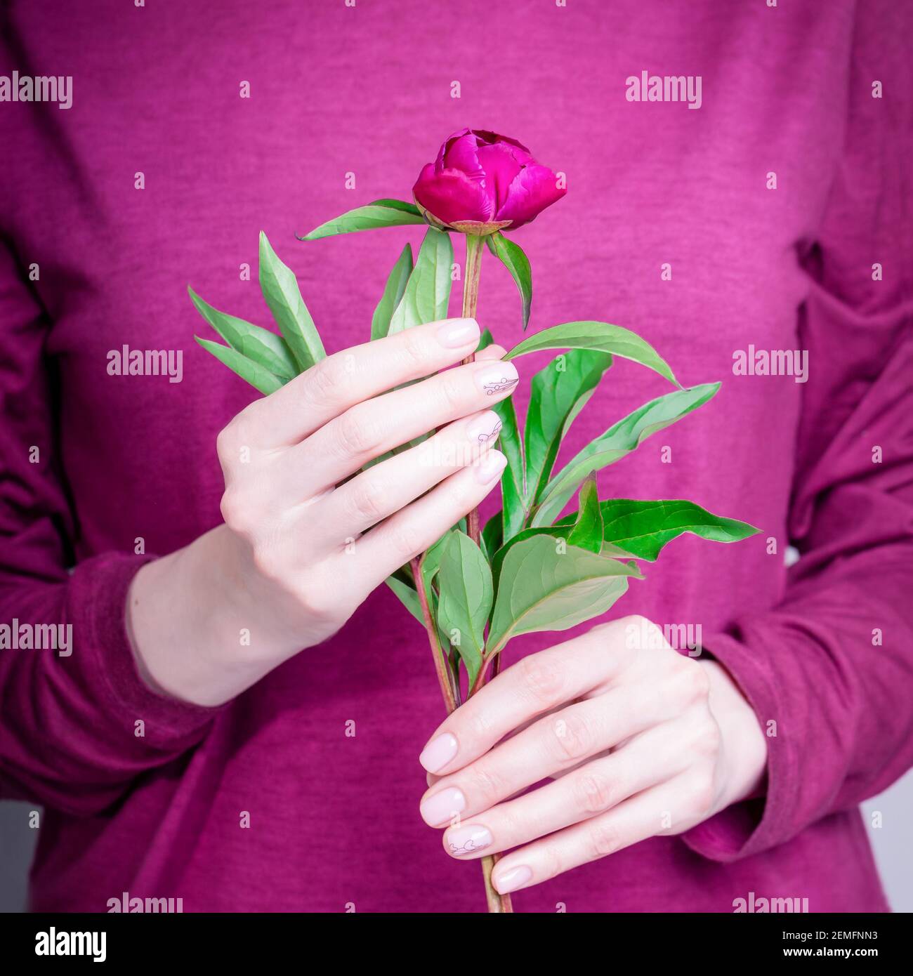 Mains de femme avec manucure naturelle tenant fleur de pivoine bordeaux sur fond de robe couleur marsala, carré Banque D'Images