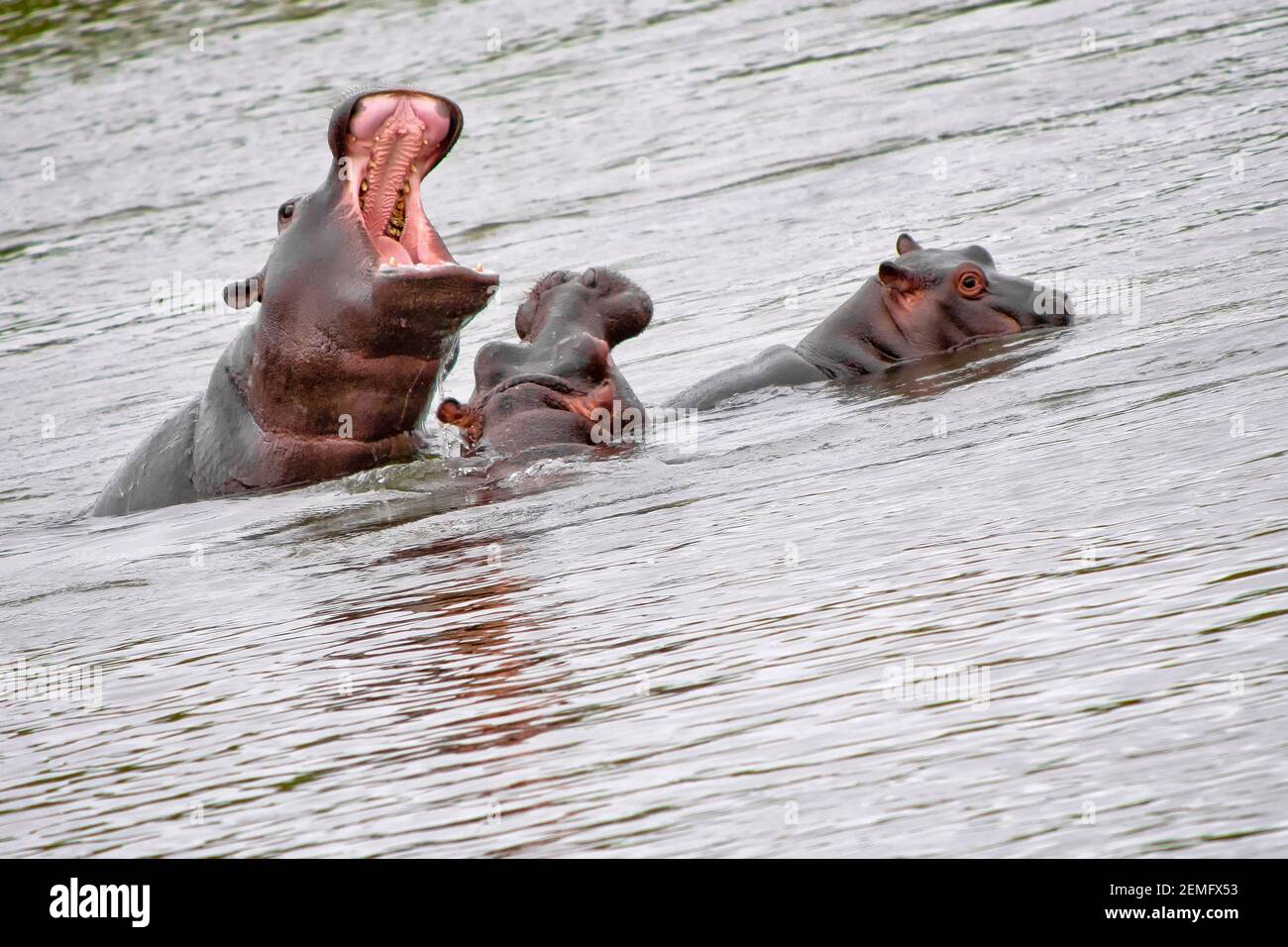 Hippopotame, hippopotame amphibius, Parc national Kruger, Afrique du Sud, Afrique Banque D'Images