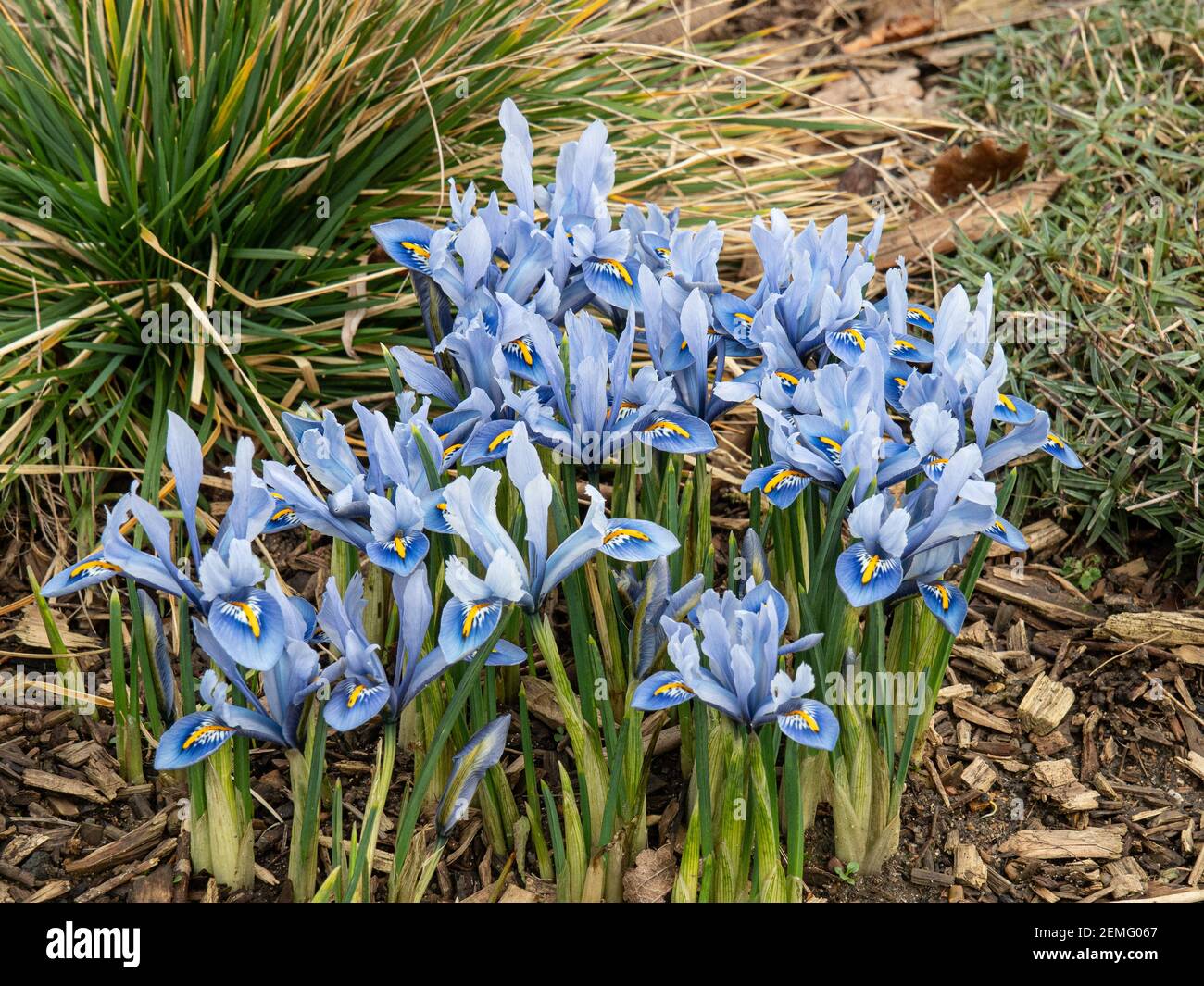 Un timbre de floraison de la naine Iris reticulata Alida avec fleurs bleu clair caractéristiques Banque D'Images