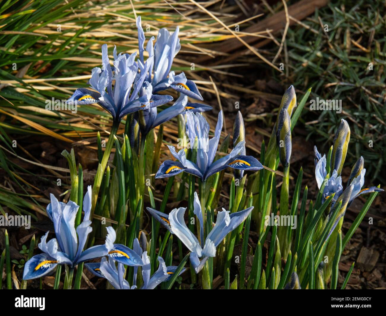 Un timbre de floraison de la naine Iris reticulata Alida avec fleurs bleu clair caractéristiques Banque D'Images