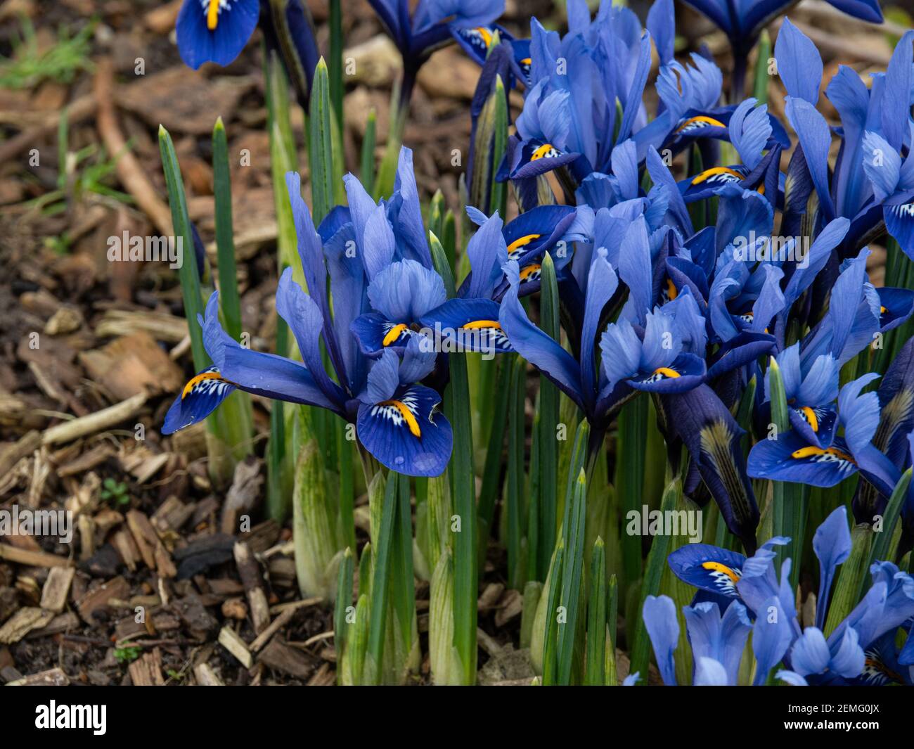 Un timbre de floraison de la naine Iris reticulata Harmony avec fleurs bleues caractéristiques Banque D'Images
