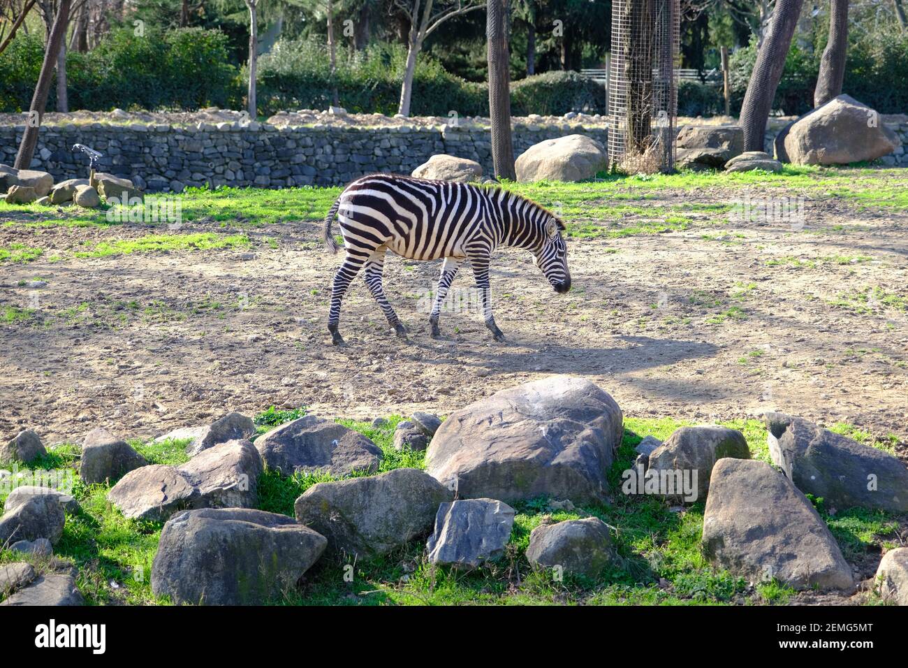 Zèbre à motif simple, noir et blanc sur l'herbe verte lors de l'alimentation sous une journée ensoleillée dans un parc zoologique. Banque D'Images