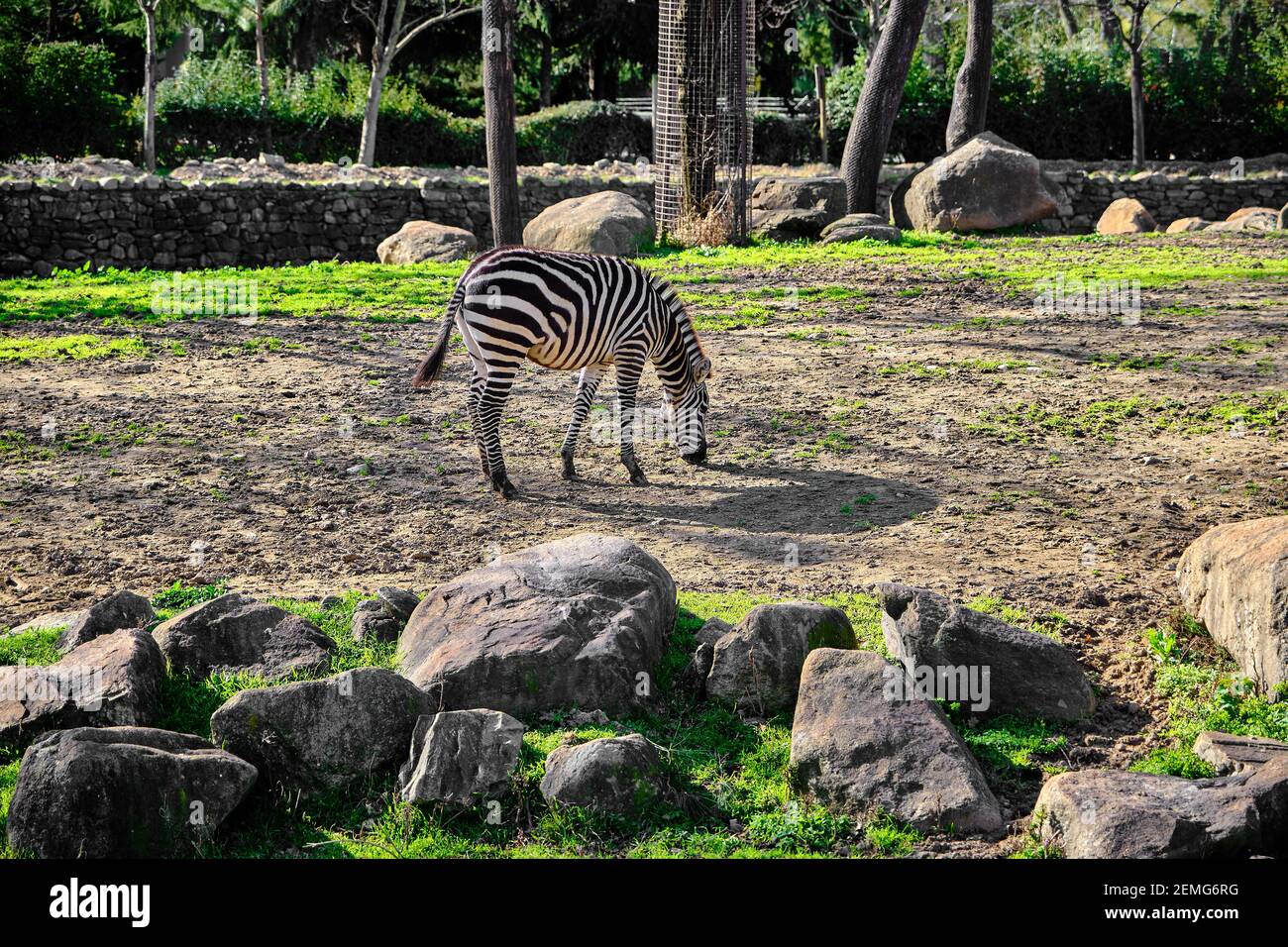 Zèbre à motif simple, noir et blanc sur l'herbe verte lors de l'alimentation sous une journée ensoleillée dans un parc zoologique. Banque D'Images