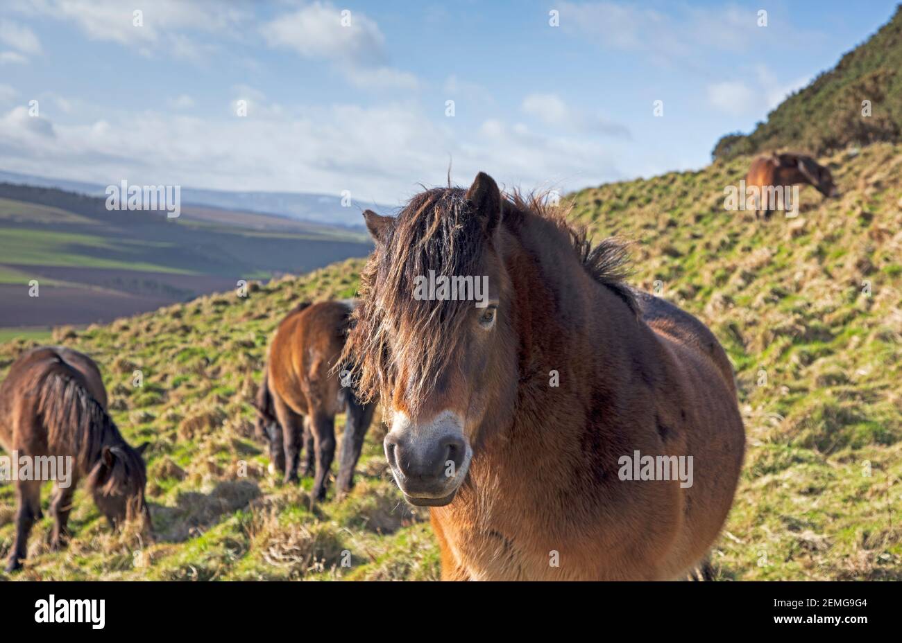 Tratrain Law, East Lothian, Écosse. 25 février 2021. Météo au Royaume-Uni, mauvais jour des cheveux pour les 13 poneys d'Exmoor, vent 37km/h rafales de 54 km/h, ils y sont grisés depuis 2011. Introduit à Tratrain pour des raisons de conservation, y compris la lutte contre les feux sauvages dus à de longues herbes en été. Les poneys sont maintenant enfermés du côté sud, il a indiqué que cela est dû au besoin du Conseil pour que le côté sud soit plus grisé. Ils sont toujours en mesure de se protéger des vents forts qui soufflent de ce côté à cause de l'abri naturel. Banque D'Images