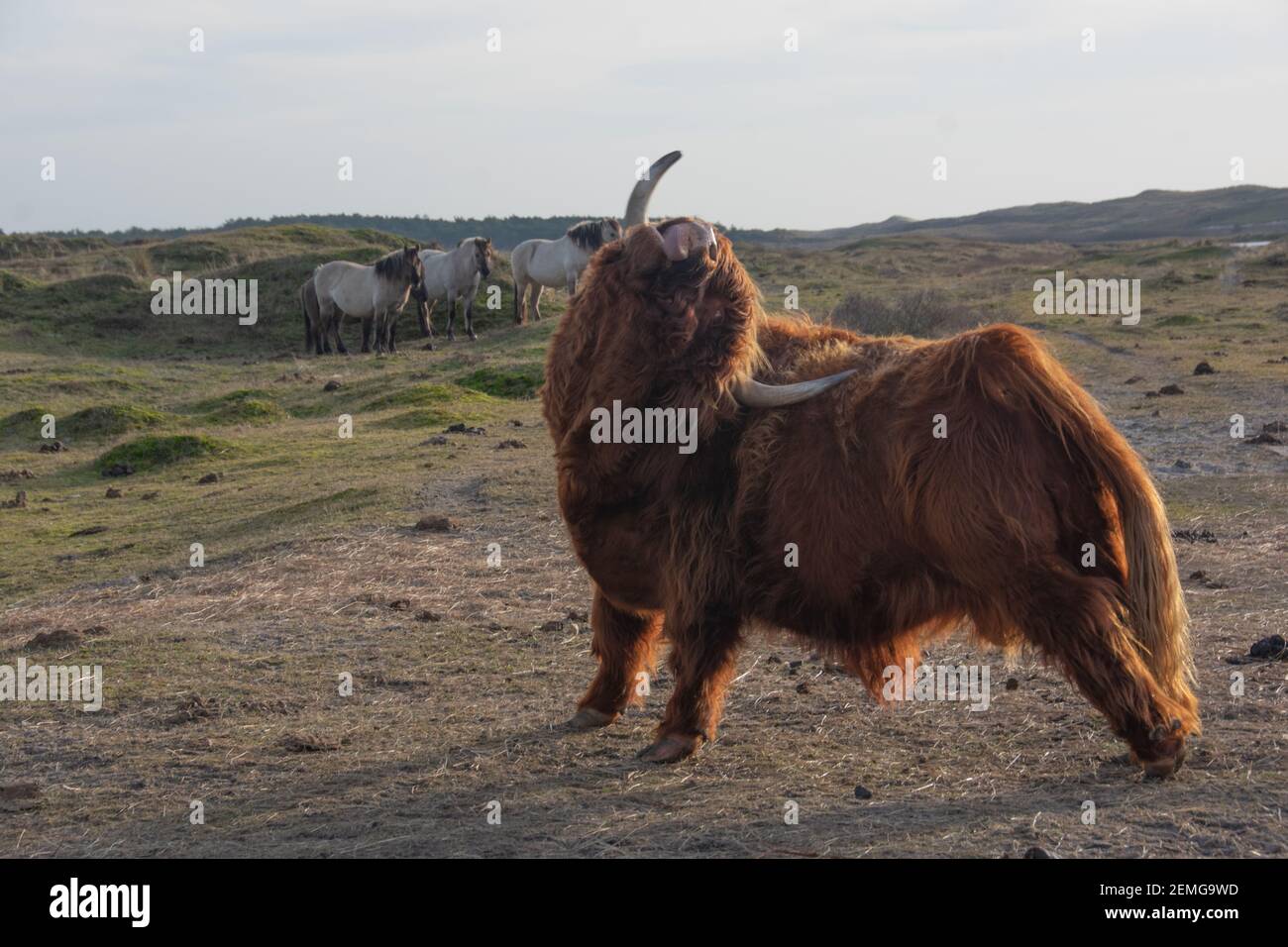 Une vache des Highlands se grattant le dos Banque D'Images