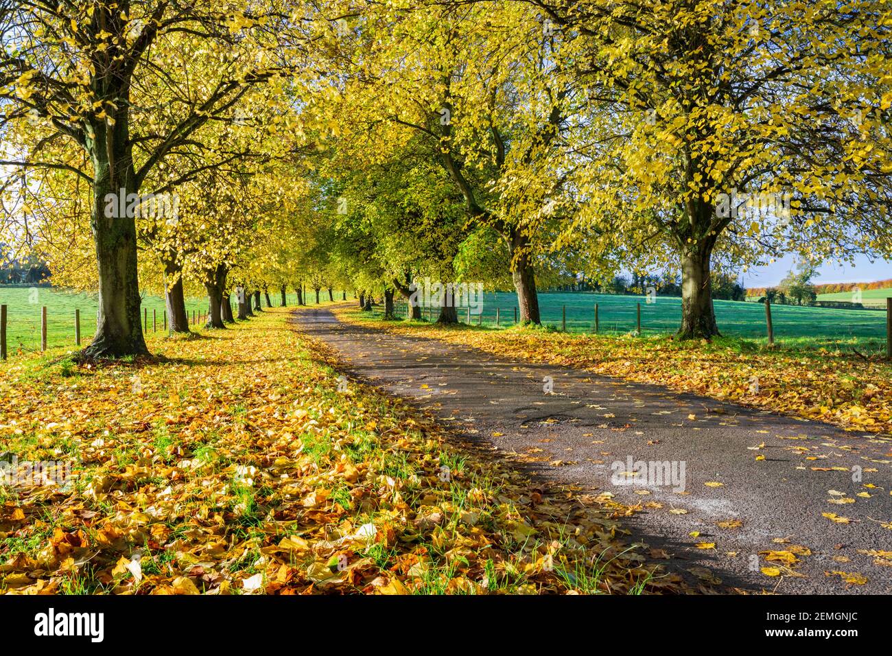 Avenue d'arbres d'automne avec des feuilles jaunes colorées, Newbury, Berkshire, Angleterre, Royaume-Uni, Europe Banque D'Images