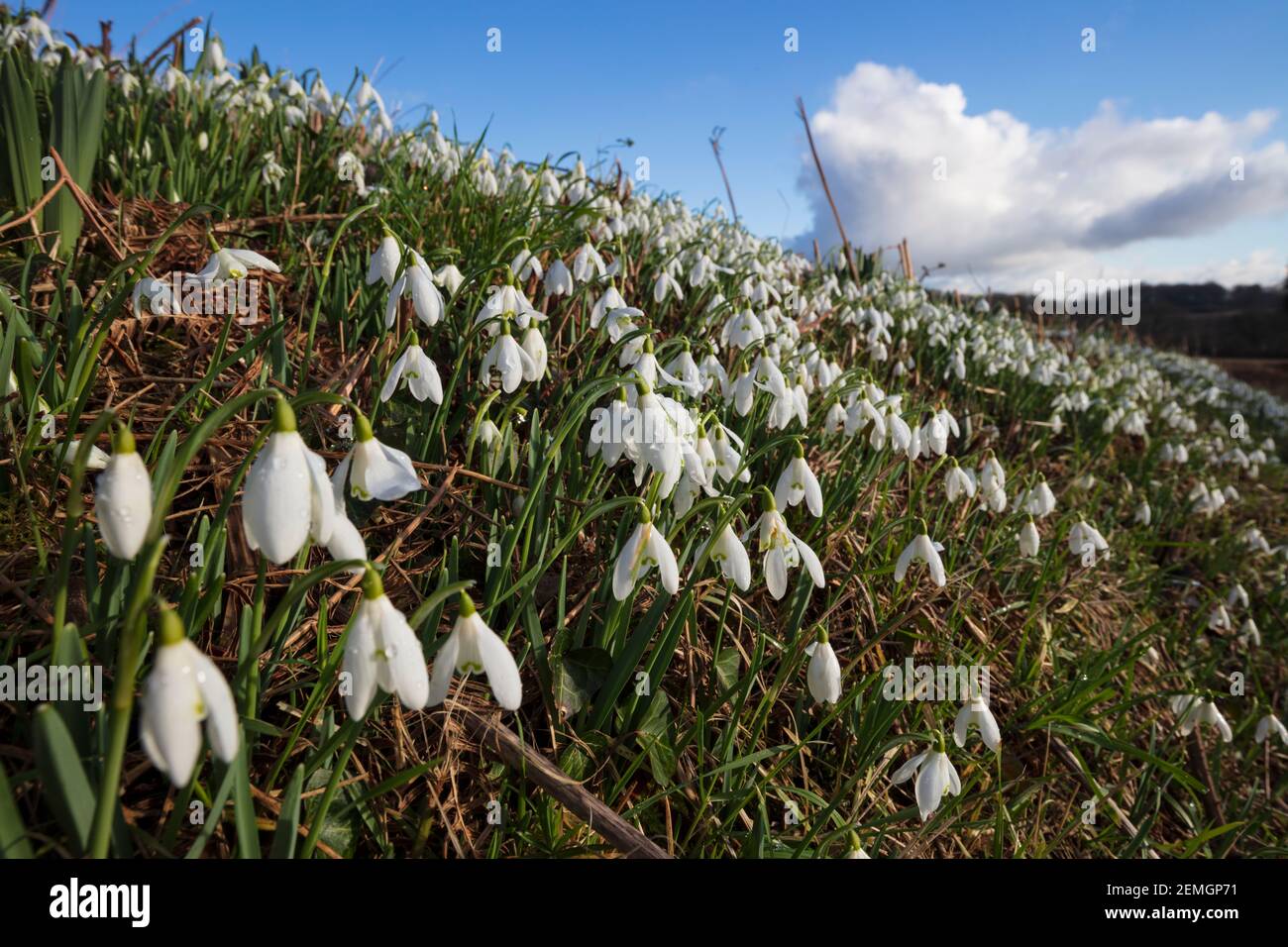 Chutes de neige sur une banque herbacée en février après-midi Sunlight, Newbury, Berkshire, Royaume-Uni Banque D'Images