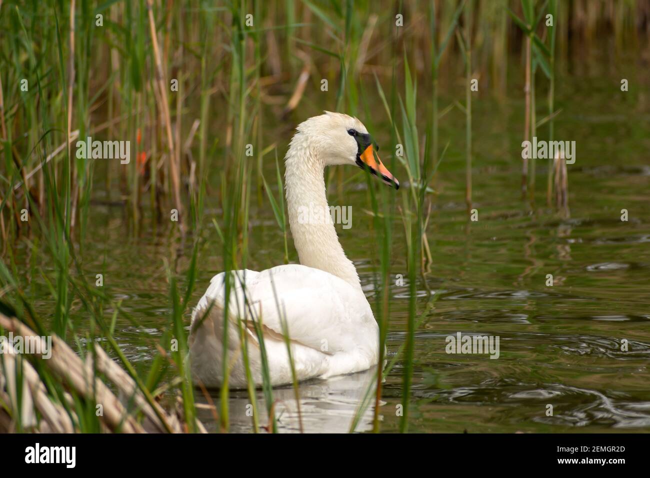 Cygne blanc adulte nageant dans l'eau, vue sur la source Banque D'Images