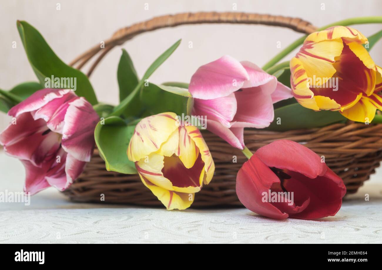 Bouquet de magnifiques tulipes dans un panier en osier Banque D'Images
