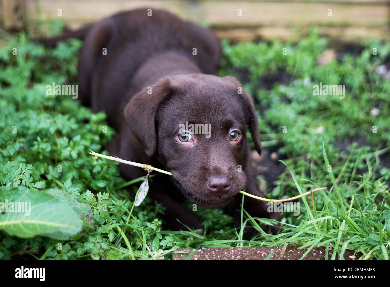 Bâton à mâcher pour chiots au chocolat labrador Banque D'Images