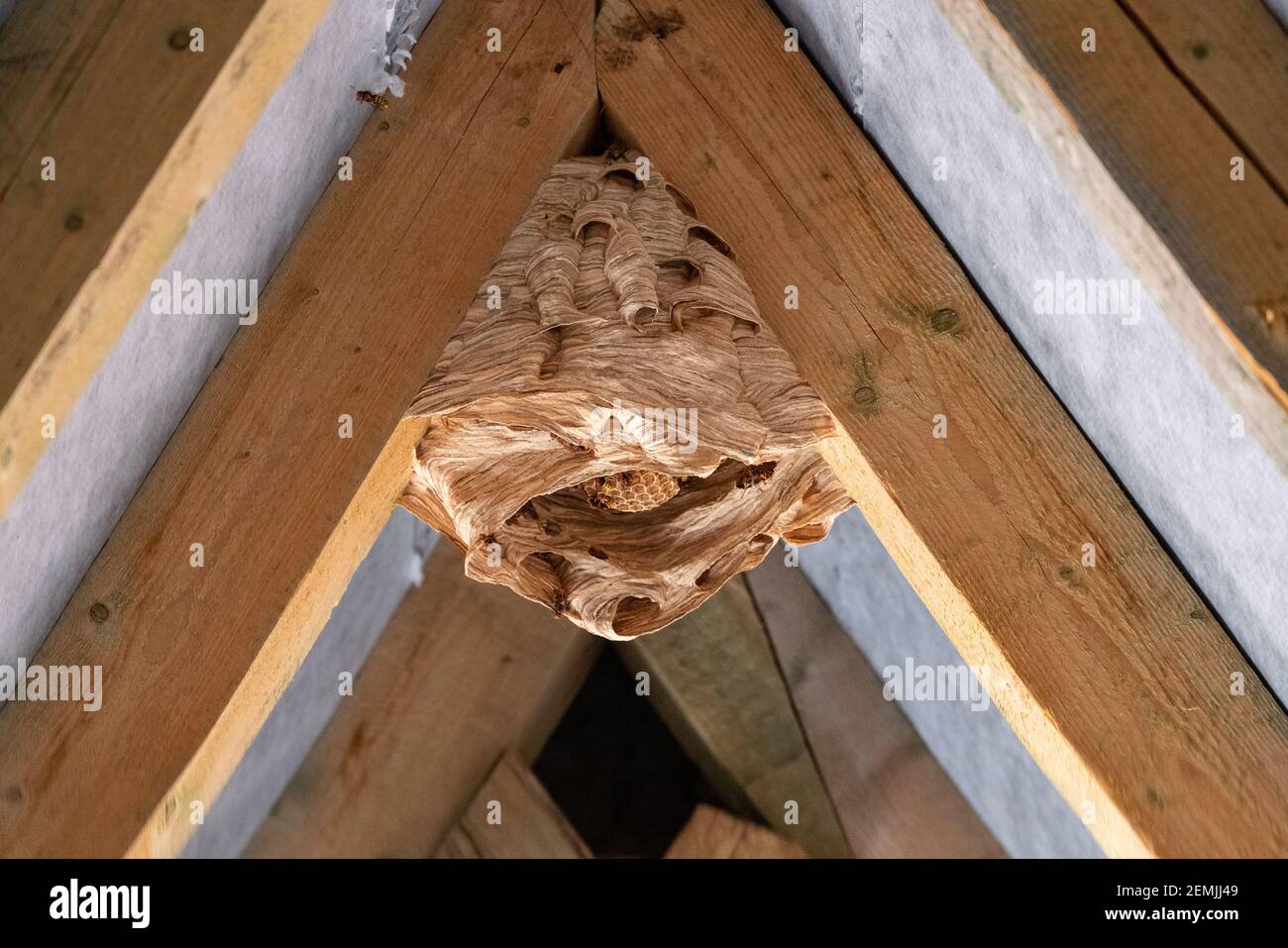 nid de hornet sous un toit en bois Banque D'Images