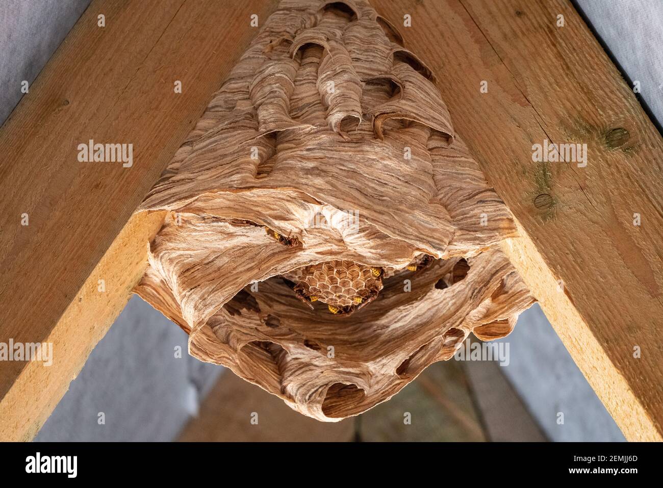nid de hornet sous un toit en bois Banque D'Images