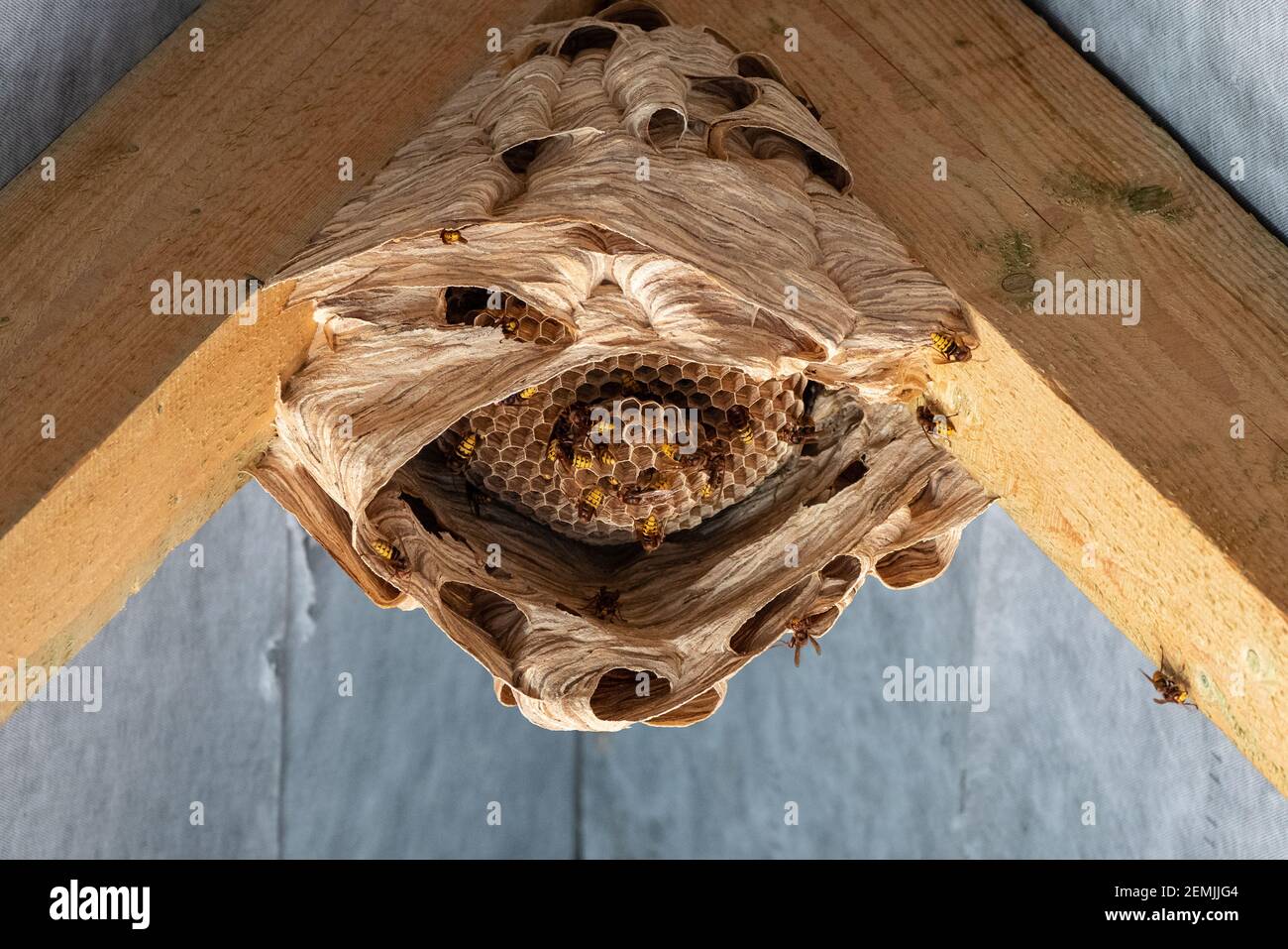 les hornets nichent sous un toit en bois Banque D'Images