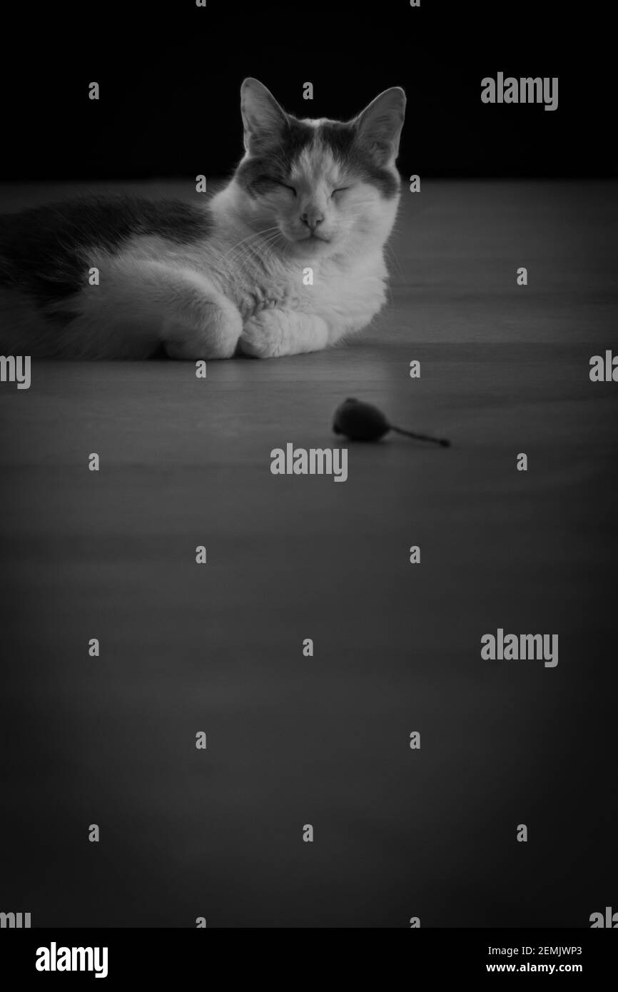 Chat couché sur un sol en bois avec des yeux fermés et la souris jouet à l'avant - noir et blanc Banque D'Images
