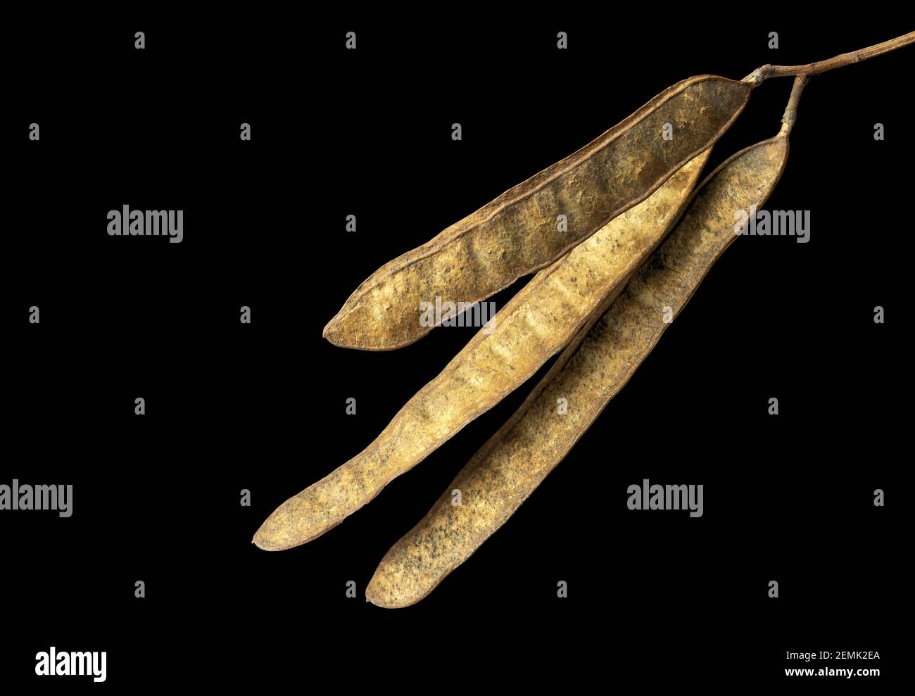 Gousses de graines séchées de faux acacia, nom scientifique Robinia pseudoacacia isolé sur fond noir Banque D'Images