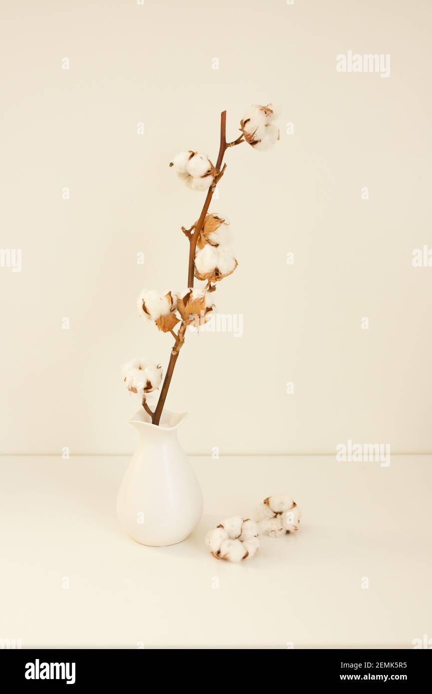 Composition haute clé avec un vase blanc et une branche en coton. Concept de minimalisme. Décoration intérieure, style scandinave. Photo de haute qualité Banque D'Images