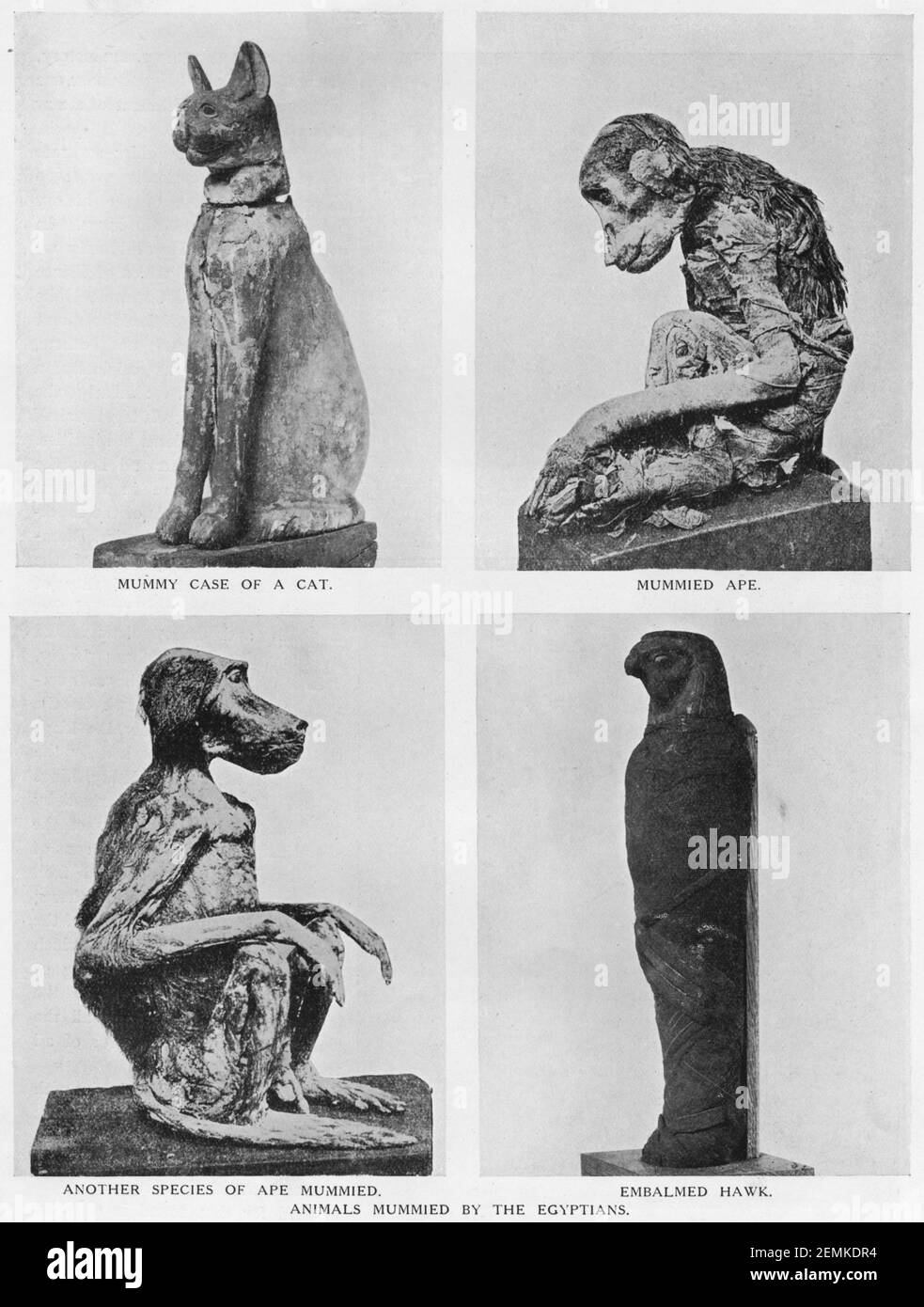 Début du XXe siècle photos d'animaux momifiés une pratique courante Dans l'Egypte ancienne comme nourriture ou animaux de compagnie dans l'après-vie ainsi que des offrandes religieuses Banque D'Images