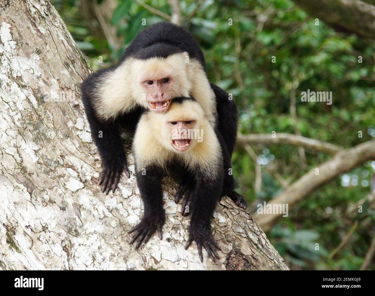 Deux singes capucins en colère assis l'un sur l'autre sur la défensive position agressive montrant les dents et les cris Banque D'Images