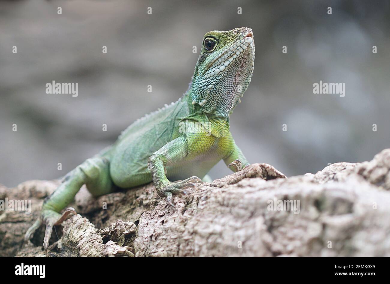 portrait de l'iguane verte, grand lézard assis sur la branche de l'arbre Banque D'Images