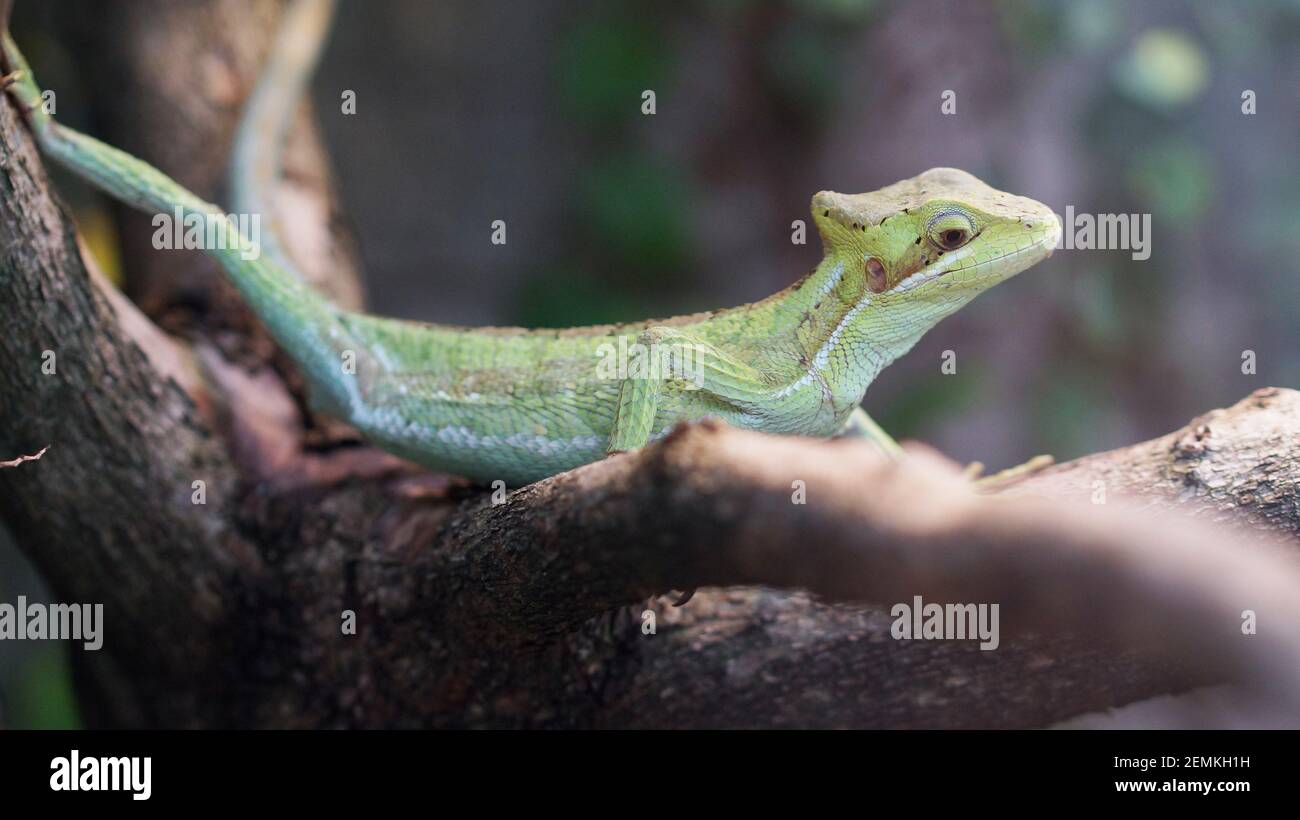 Laemanctus longipes, iguana casquehead, lézard à tête de conée vert assis sur la branche Banque D'Images