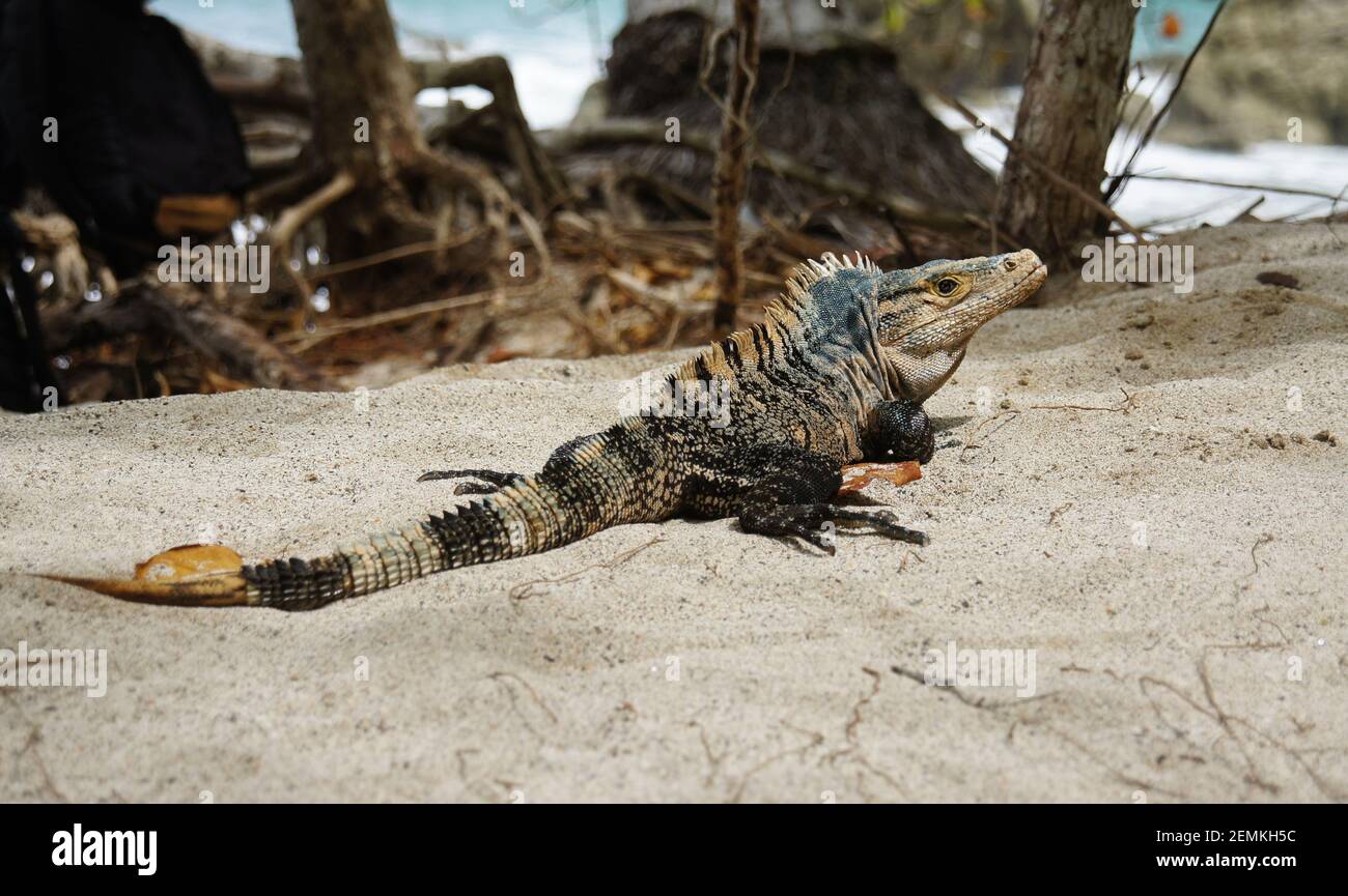 Ctenosaura similis lézard, iguane mâle à queue épineuse, assise dans le sable sur la plage Banque D'Images