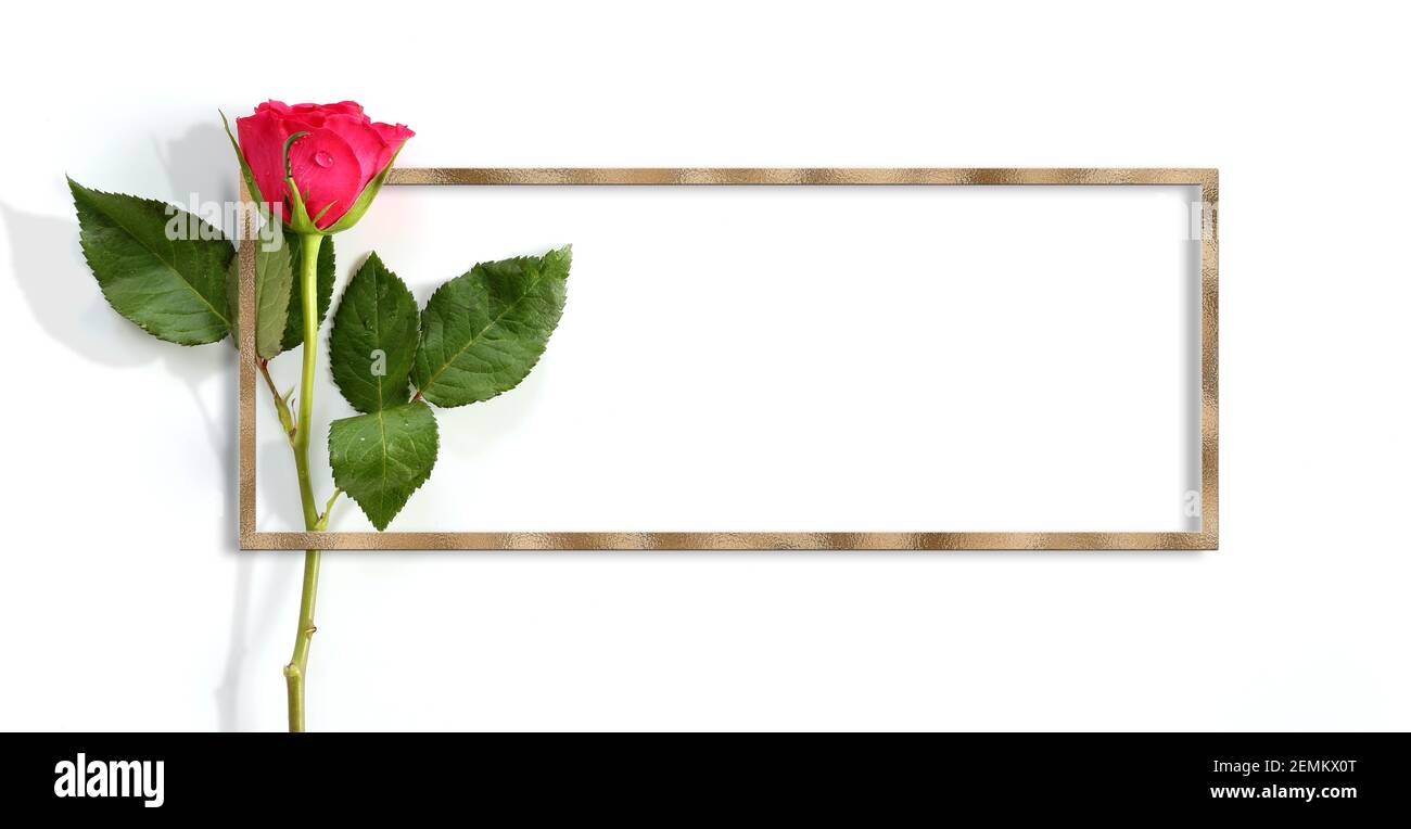 Rose unique sur fond blanc. Belle rose rouge dans cadre doré. Placer pour le texte. Maquette Banque D'Images