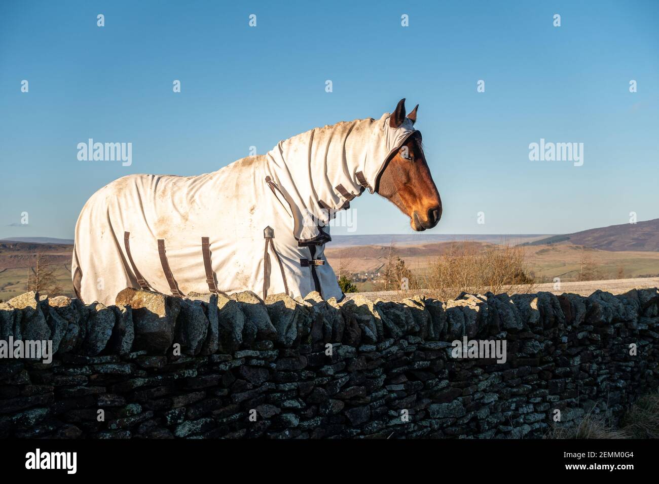 Cheval portant un tapis Banque de photographies et d'images à haute  résolution - Alamy