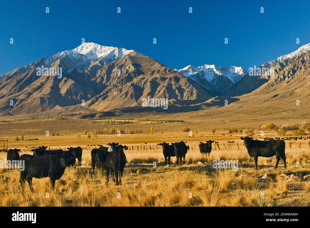 Mt Tom et Peaks autour de Pine Creek Canyon dans l'est de la Sierra Nevada en automne et bétail dans Round Valley près de Bishop, Californie, États-Unis Banque D'Images