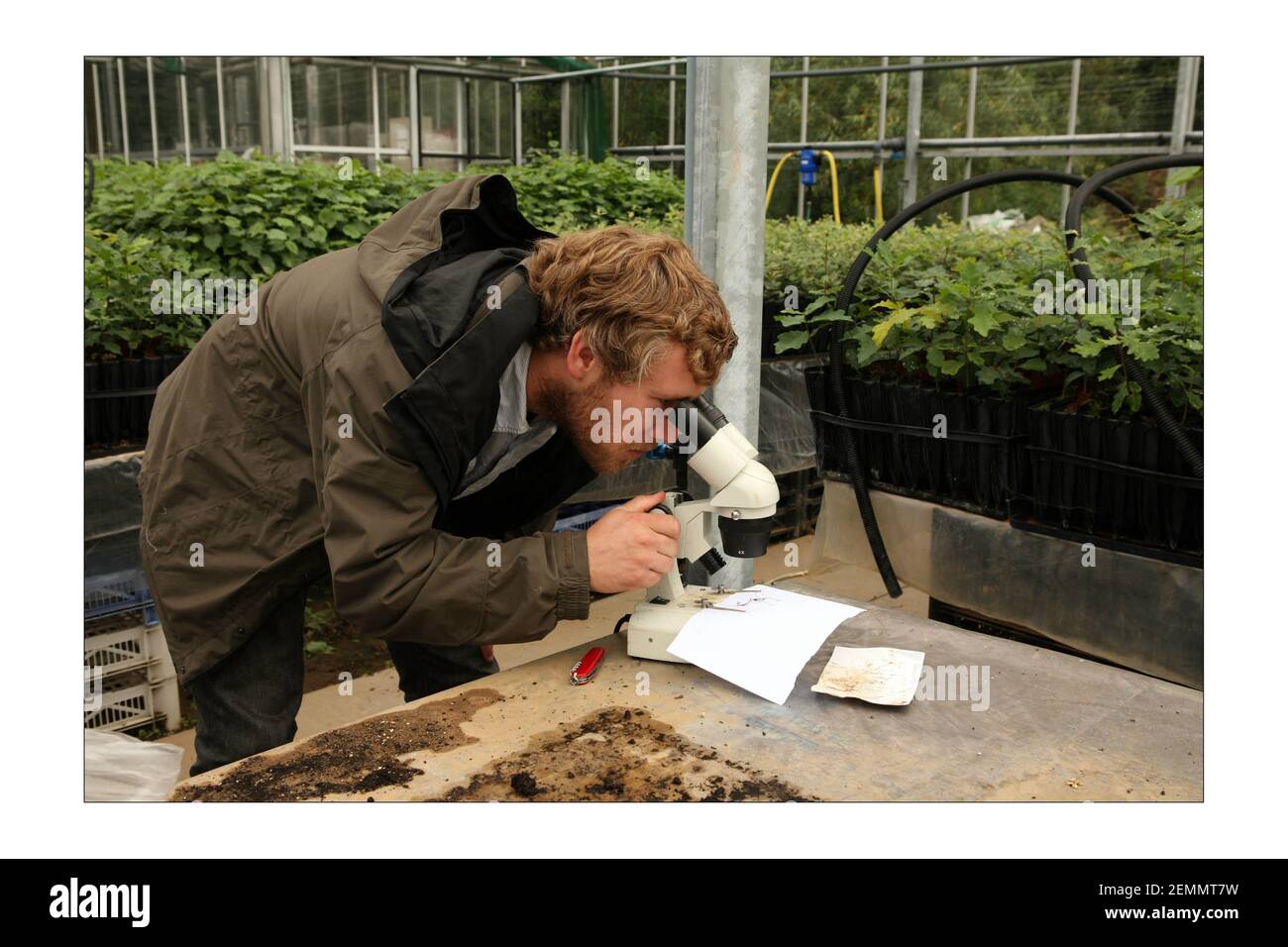 Truffes..... Le Dr Paul Thomas, un entrepreneur en truffe qui a l'intention d'introduire la culture commerciale des variétés de truffes britanniques et périgord sur le plantationspatographe britannique de David Sandison The Independent Banque D'Images