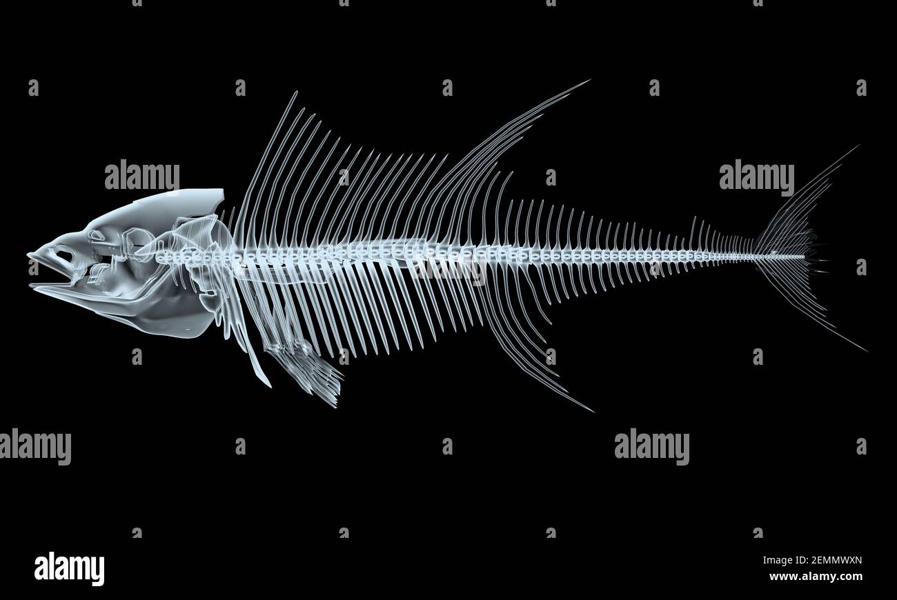 squelettes de poissons à rayons x isolés sur fond noir, illustration 3d Banque D'Images