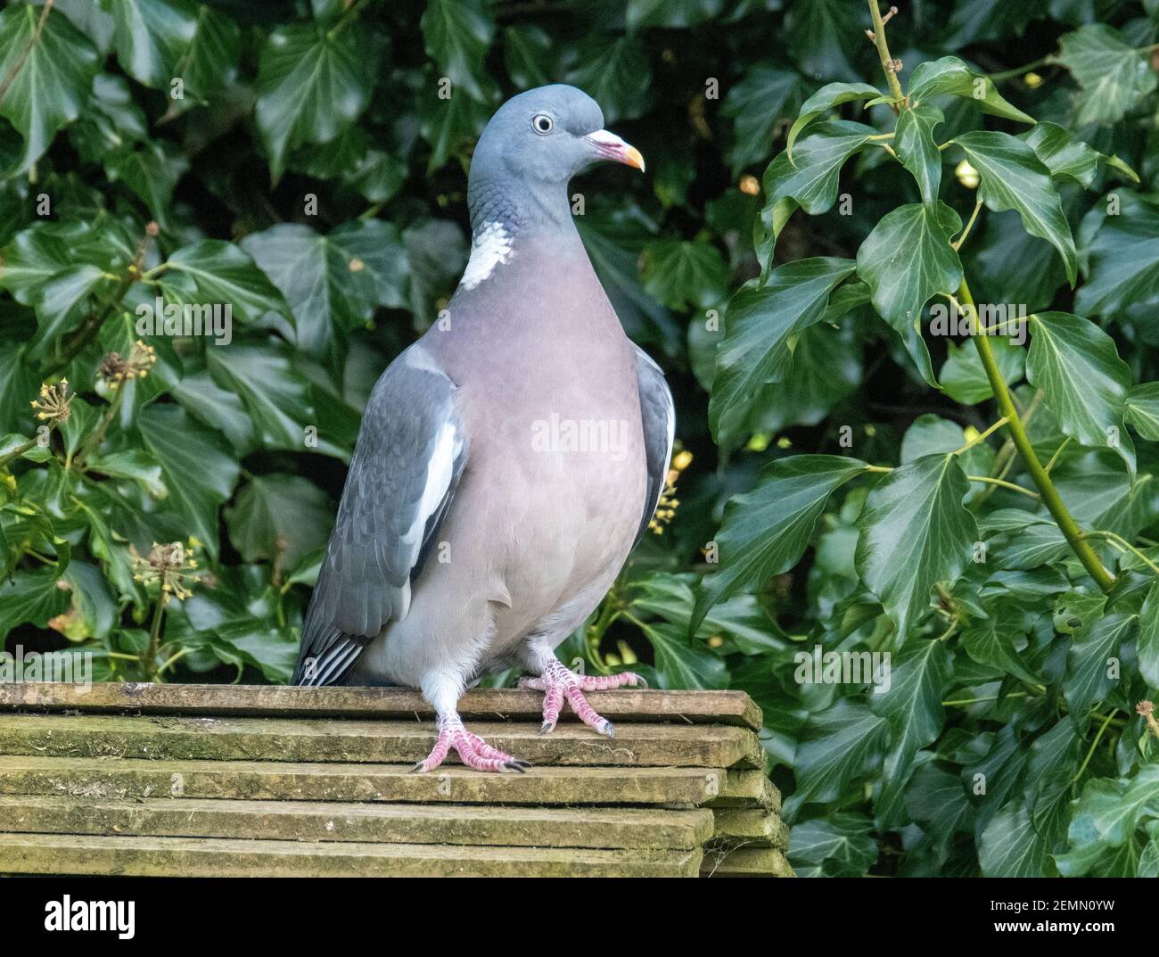Common Woodpigeon, (Columba Palumbus) perché au sommet d'un mangeoire à oiseaux, Livingston, West Lothian, Écosse, Royaume-Uni. Banque D'Images Common Woodpigeon, (Columba Palumbus) perché au sommet d'un mangeoire à oiseaux, Livingston, West Lothian, Écosse, Royaume-Uni. Banque D'Images