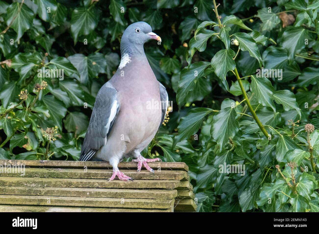 Common Woodpigeon, (Columba Palumbus) perché au sommet d'un mangeoire à oiseaux, Livingston, West Lothian, Écosse, Royaume-Uni. Banque D'Images Common Woodpigeon, (Columba Palumbus) perché au sommet d'un mangeoire à oiseaux, Livingston, West Lothian, Écosse, Royaume-Uni. Banque D'Images