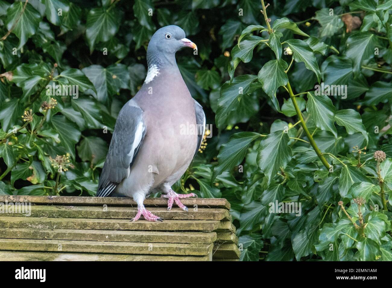 Common Woodpigeon, (Columba Palumbus) perché au sommet d'un mangeoire à oiseaux, Livingston, West Lothian, Écosse, Royaume-Uni. Banque D'Images Common Woodpigeon, (Columba Palumbus) perché au sommet d'un mangeoire à oiseaux, Livingston, West Lothian, Écosse, Royaume-Uni. Banque D'Images