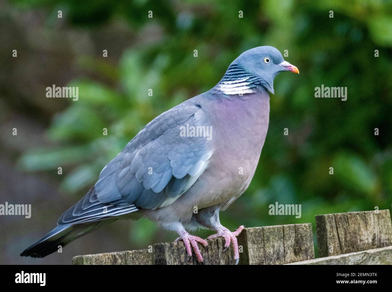 Common Woodpigeon, (Columba Palumbus) perché au sommet d'un mangeoire à oiseaux, Livingston, West Lothian, Écosse, Royaume-Uni. Banque D'Images