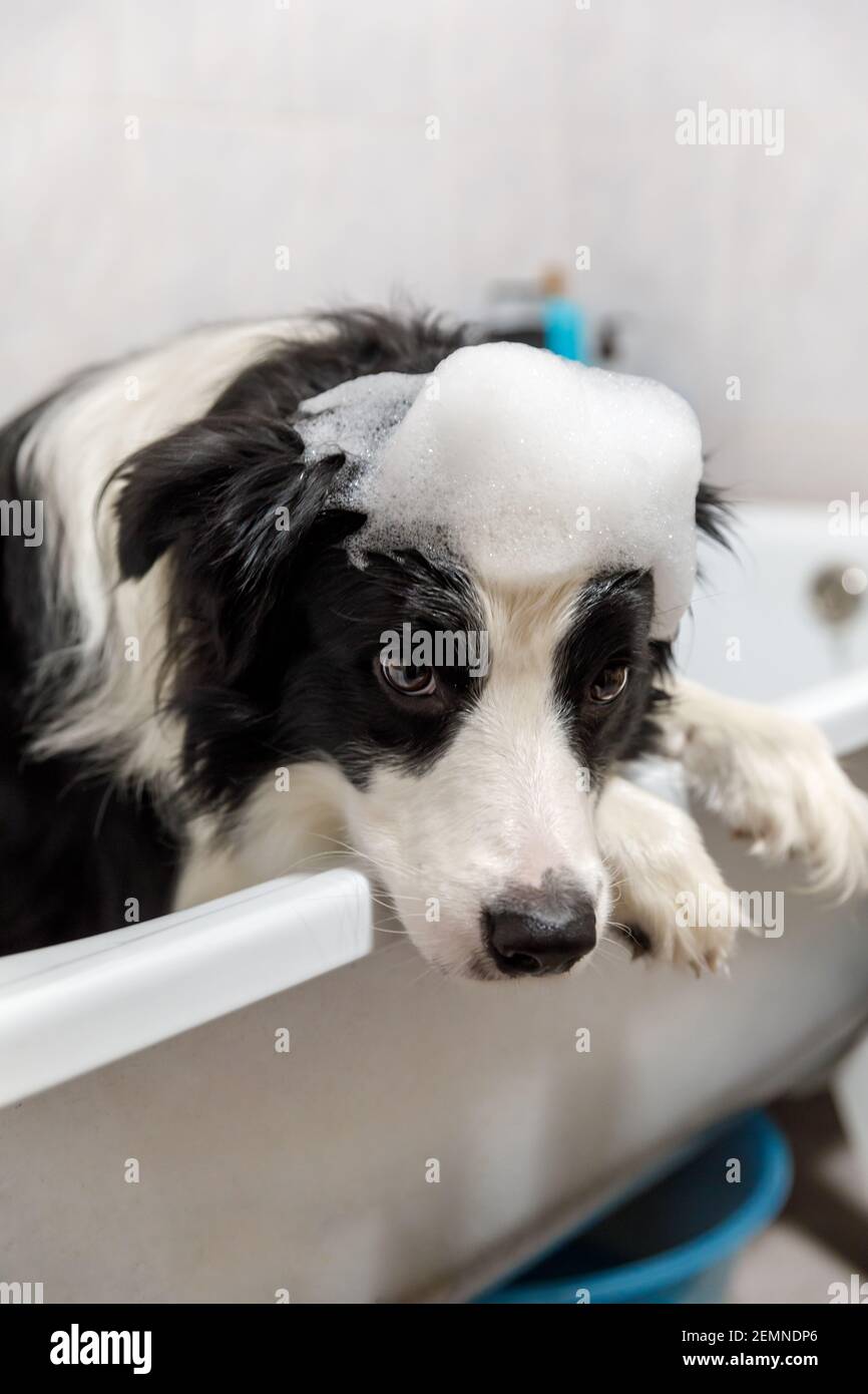 Drôle portrait intérieur de chien de chiot bordure collie assis dans le bain obtient bulle bain douche avec le shampooing. Mignon petit chien mouillé dans la baignoire dans le toilettage s Banque D'Images