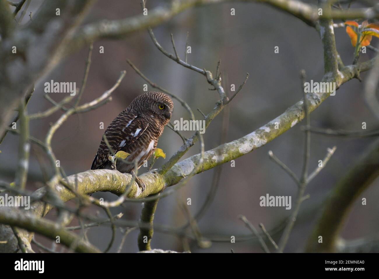 L'Owlet de l'Asian est assis sur la branche d'A Arbre Banque D'Images