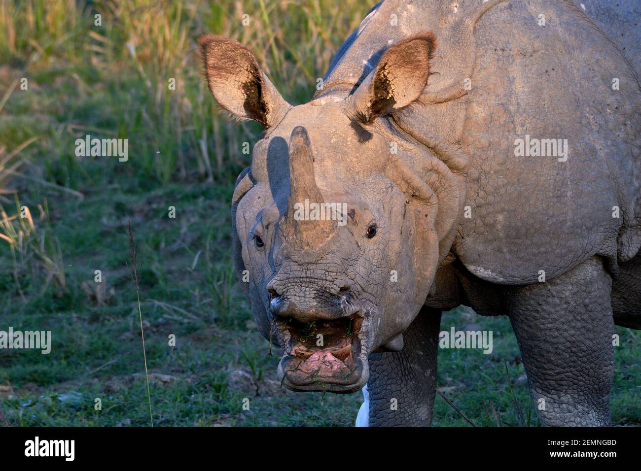 Gros plan d'un rhinocéros plus grand Banque D'Images