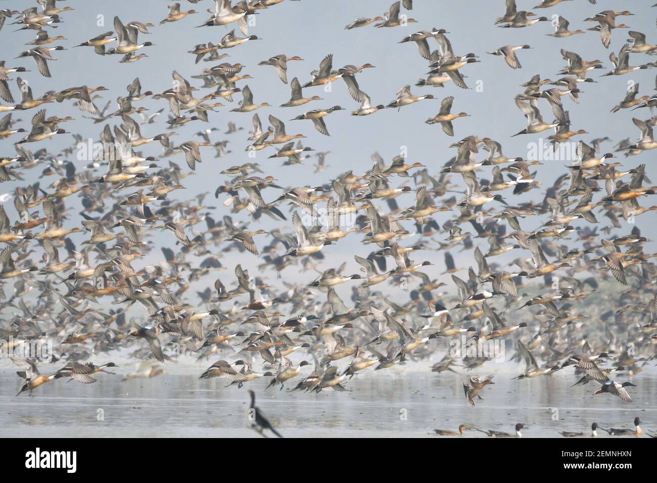 Le troupeau d'oiseaux migrateurs survolant les terres humides Banque D'Images Le troupeau d'oiseaux migrateurs survolant les terres humides Banque D'Images