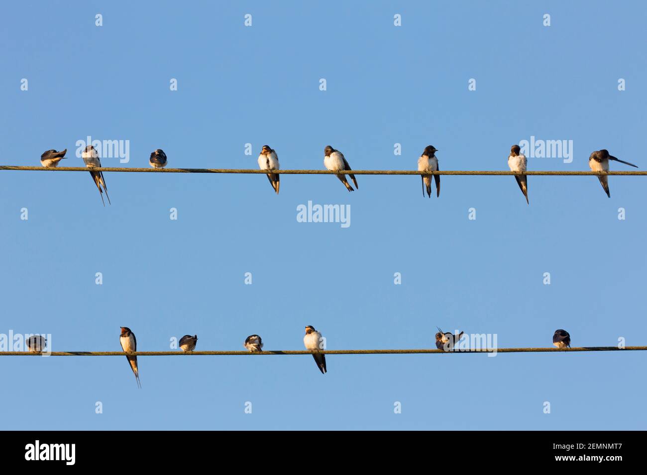 Les barques de la grange (Hirundo rustica) se rassemblent dans un énorme troupeau, assis sur des lignes électriques / fil électrique avant de migrer Banque D'Images