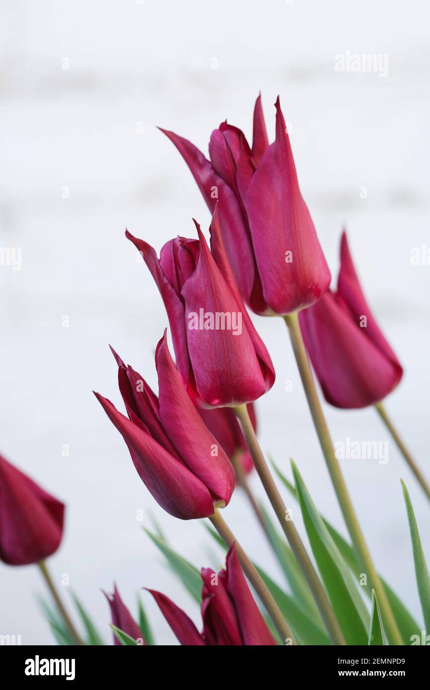 Tulipa fleur 'Purple Dream'. Banque D'Images