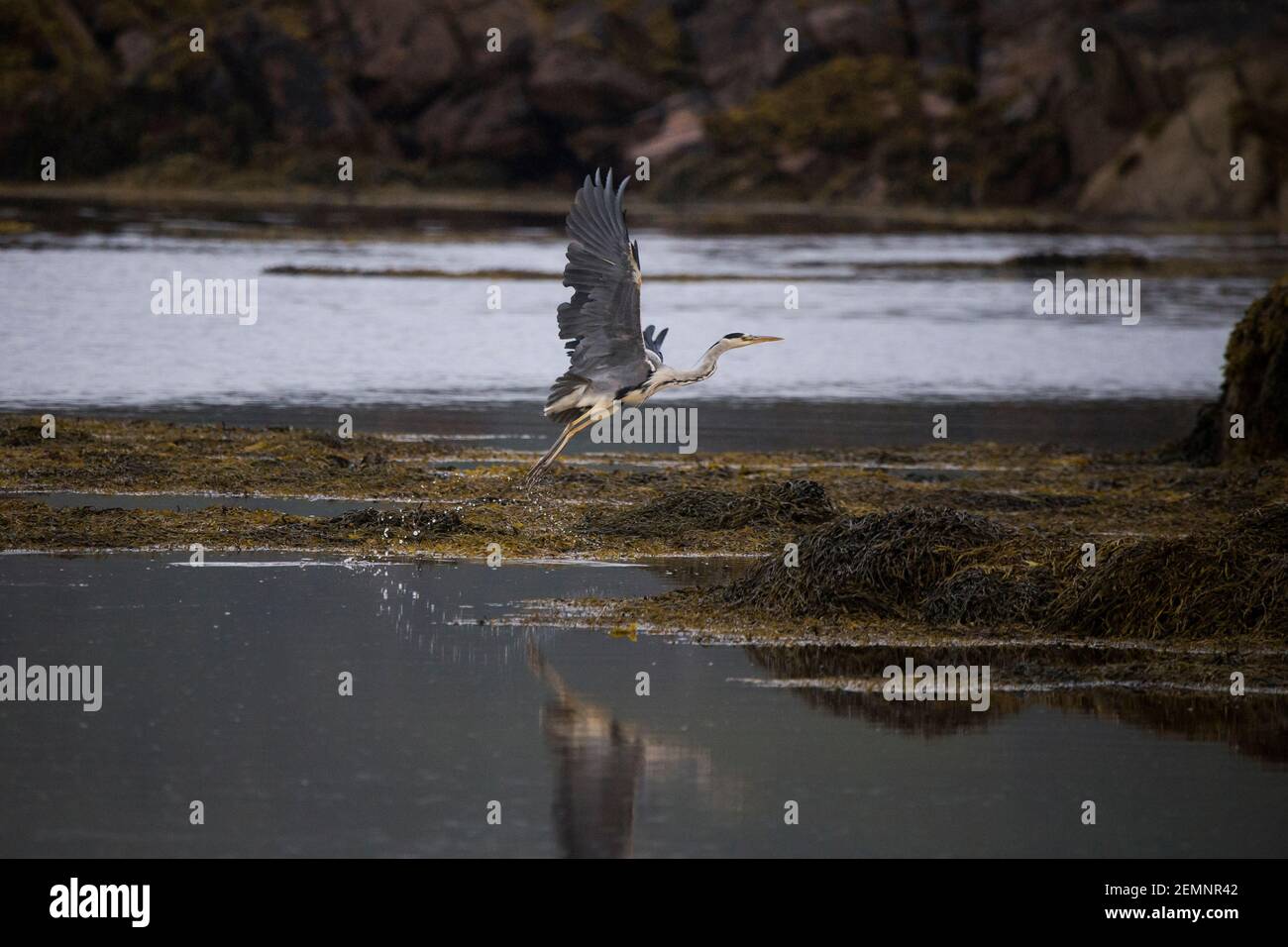 Un héron gris volant sur le bord de mer Banque D'Images