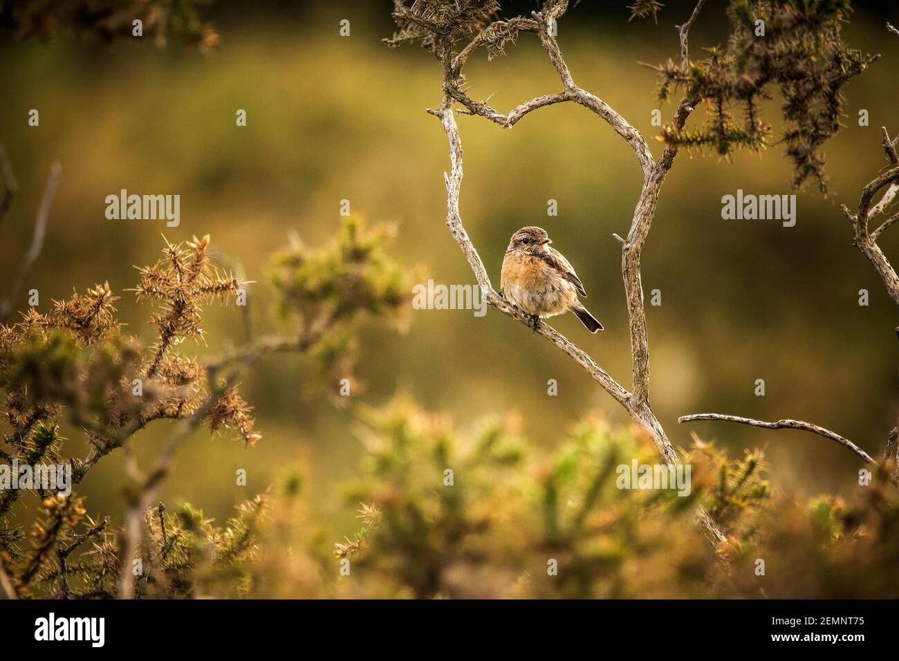 Un chat d'oiseau en pierre s'est assis sur une branche de gorse Banque D'Images