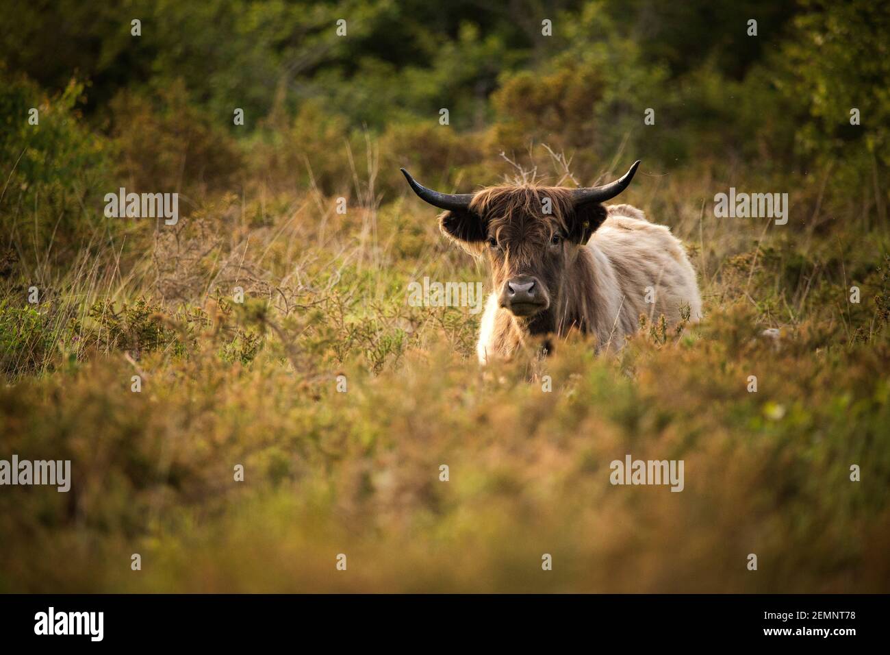 Une vache de montagne dans un Bush de gorge Banque D'Images