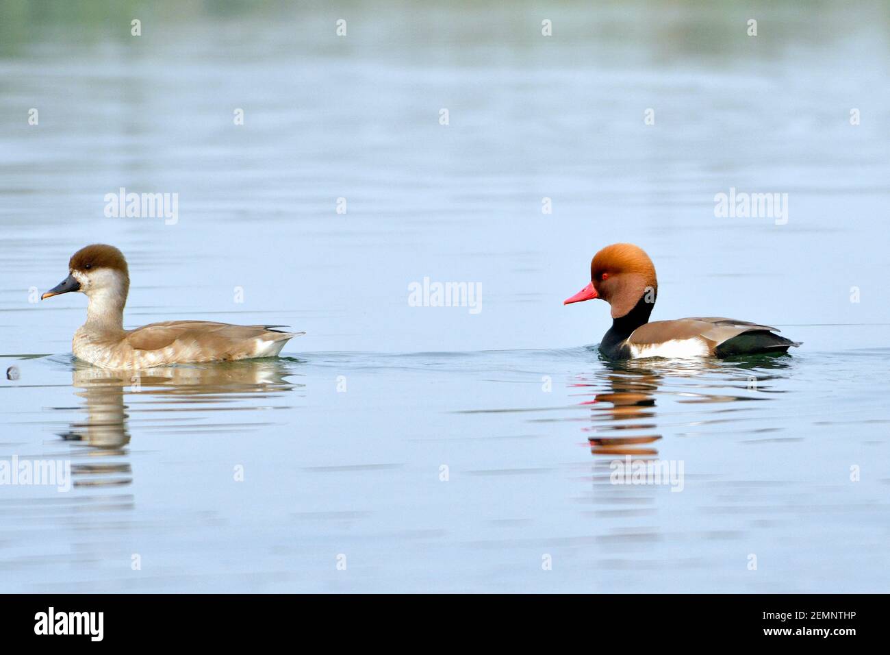 Les oiseaux du verger à crête rouge nagent dans l'eau Banque D'Images