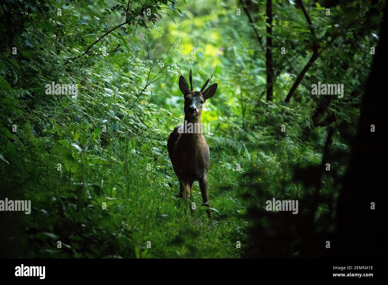 Un cerf de Virginie sortant des bois Banque D'Images