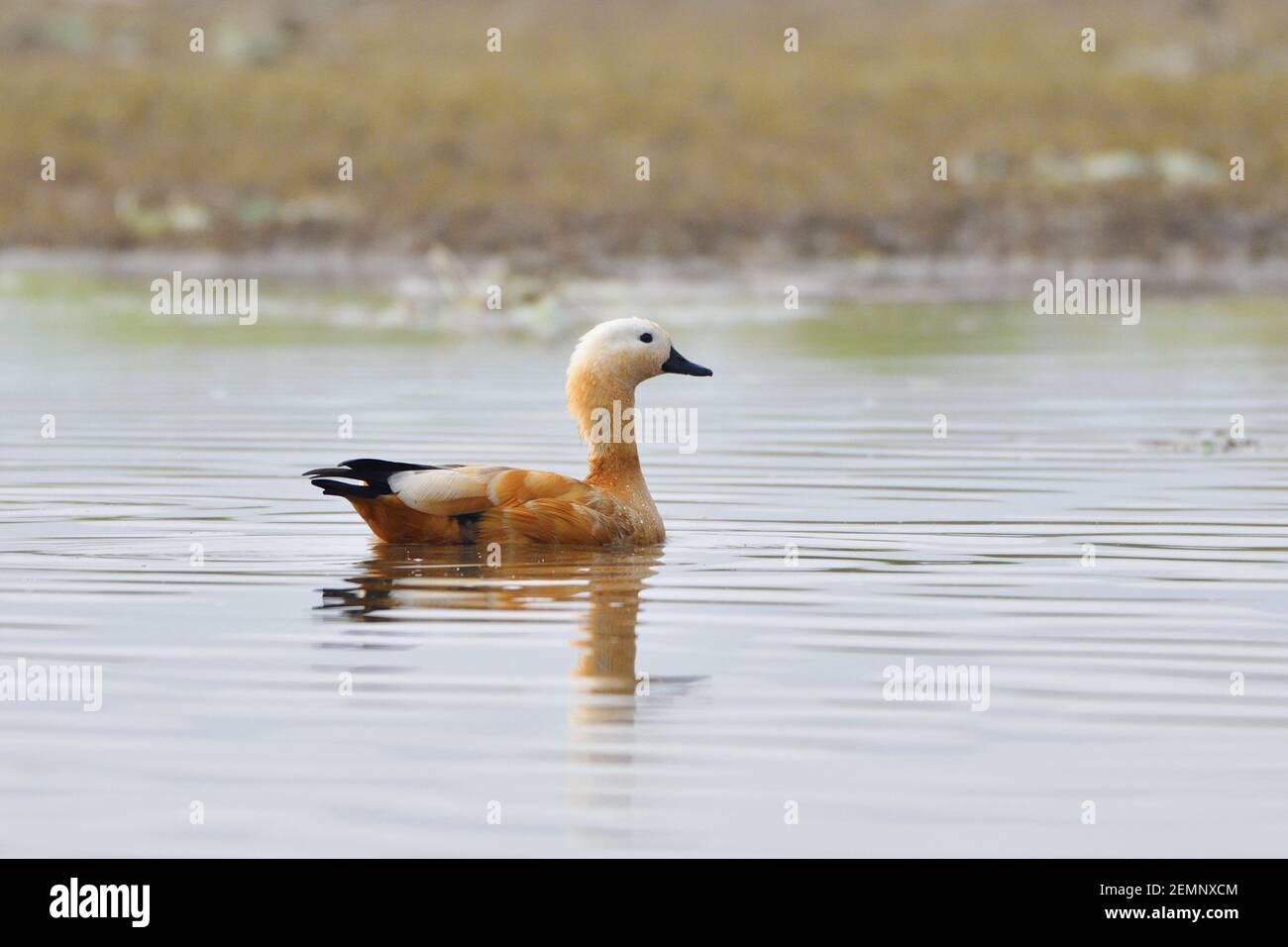 Ruddy Shelduck Bird est la natation dans les terres humides Banque D'Images Ruddy Shelduck Bird est la natation dans les terres humides Banque D'Images