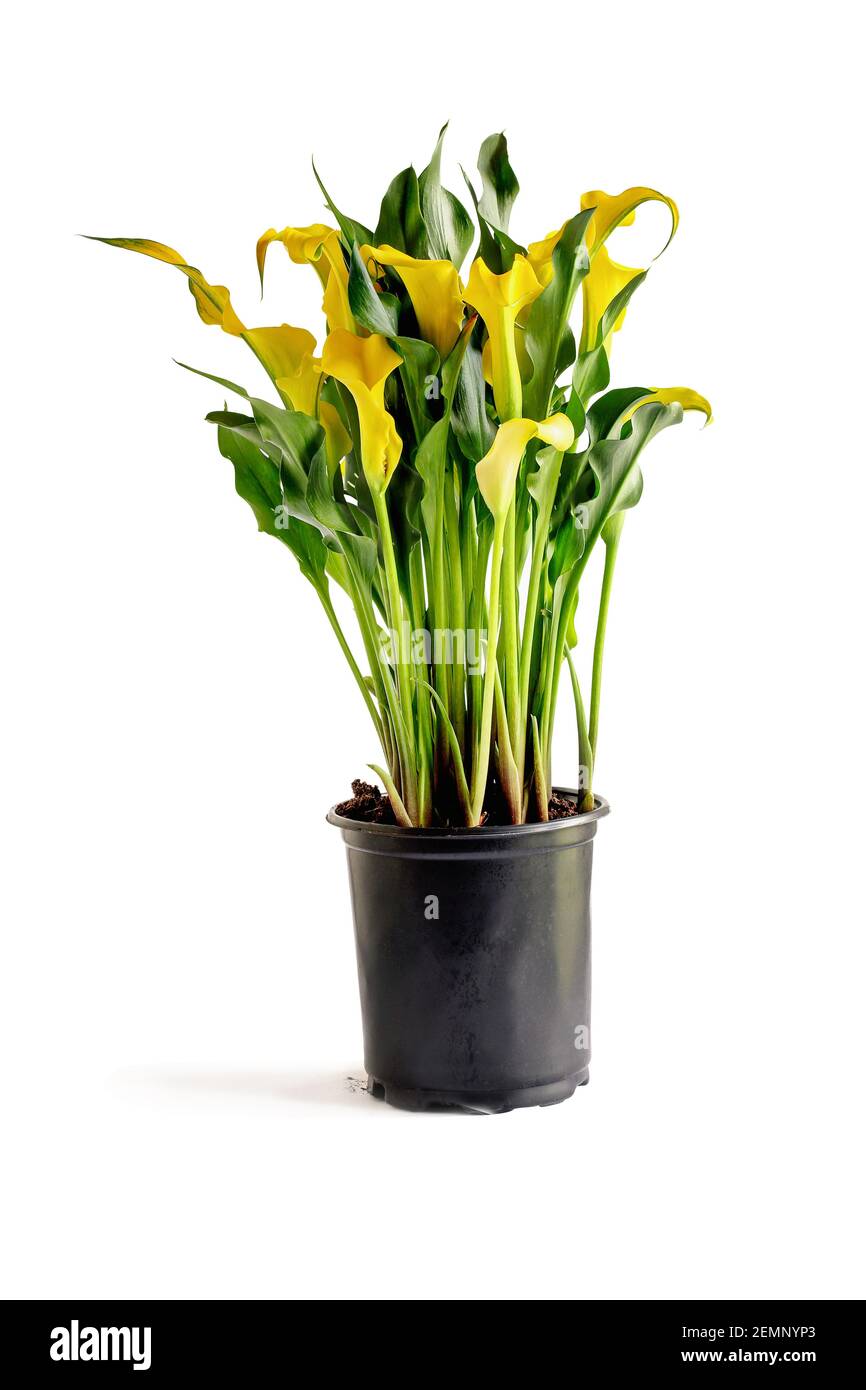Belle couleur jaune en pot, Calla Lilies, Zantedeschia aethiopica; avec chemin d'écrêtage isolé sur un fond blanc avec une ombre légère. Banque D'Images